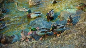 Мимо уток не пройдешь, синхронное плавание и ныряние поплавком 🦆🦆🦆Асбест, Средний Урал