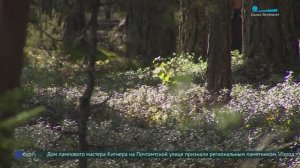 Поздний трофей. Какие грибы ещё можно найти в лесах Ленобласти