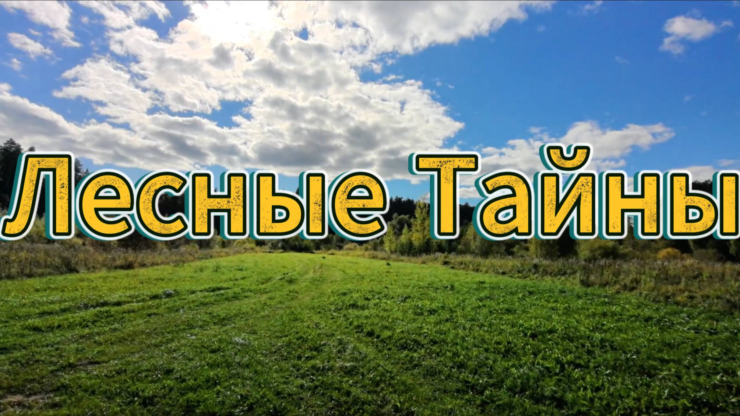 Лесные тайны: от муравейника до горизонта