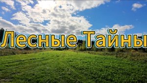 Лесные тайны: от муравейника до горизонта