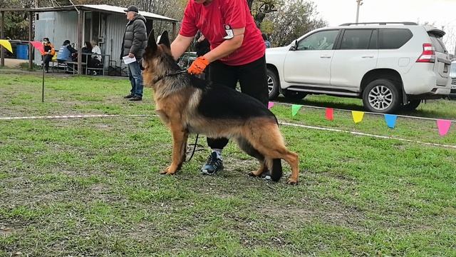 МОЛОДЫЕ КОБЕЛИ / КЧК РОСТОВ-НА-ДОНУ 19 октября`25 Е.Пудеев Моно немецких овчарок