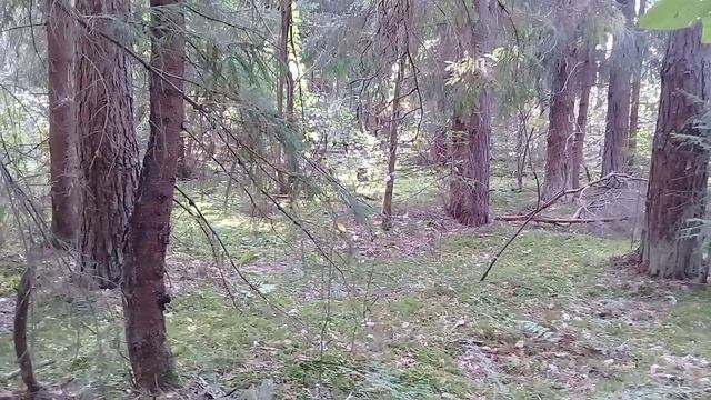 Грибы Зонтики.