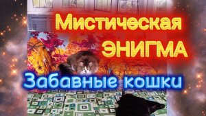 ЗАБАВНЫЕ КОШКИ. Кошки в замедленной съёмке.