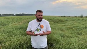 Применение фунгицида Ланцея® на яровом рапсе