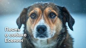 Песнь о собаке (Утром в ржаном закуте…) — Песня на стихи Есенина