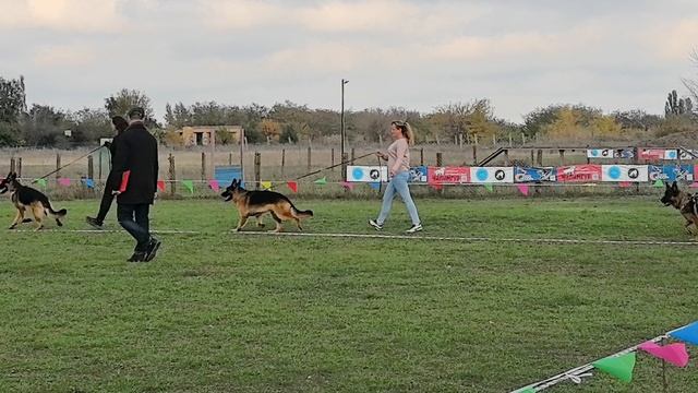 ЮНИОРЫ КОБЕЛИ / КЧК РОСТОВ-НА-ДОНУ 19 октября`25 Е.Пудеев Моно немецких овчарок