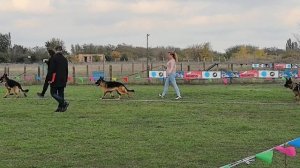 ЮНИОРЫ КОБЕЛИ / КЧК РОСТОВ-НА-ДОНУ 19 октября`25 Е.Пудеев Моно немецких овчарок
