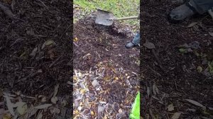 2025-10-24 Соседи по СНТ не всю хвою и опилки разобрали. Мы пришли еще за опилками.