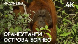 Мир Приключений - Орангутанги острова Борнео. Индонезия. 2025 г.
