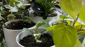 Пятерочка выручает! Закупка интересных цветов!