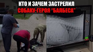 Трагедия в Махачкале: застрелен пёс-спасатель, вытаскивавший людей из-под завалов