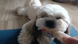 Осень это замечательно! Ши-тцу Элвис резвится