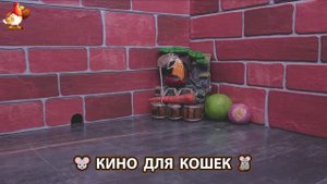 Видео для кошек про крысок развлекать питомцев 🐭🐀😂 (355)
