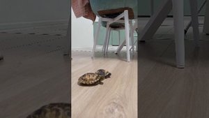 делаем челенджы черепашкам ?