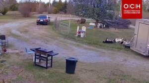 В США пугливые козы массово упали в обморок после того, как грузовик врезался в ограждение.
