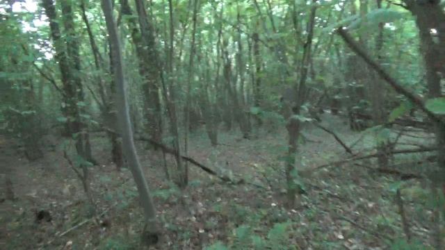 Черный лес.