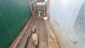 Переселяем кроликов в вольер. Впереди зимовка