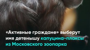 «Активные граждане» выберут имя детенышу капуцина-плаксы из Московского зоопарка