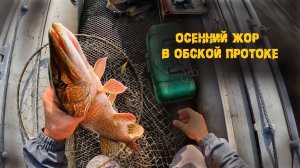 Осенняя рыбалка на обской протоке, клюет на все! с. Каменное