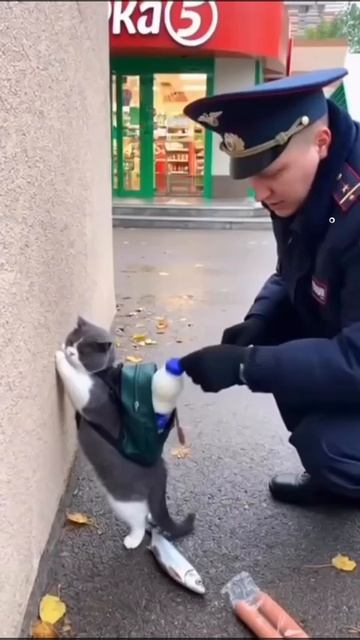 Кота задержали