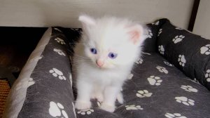 Мама-кошка и её котята. Счастливая кошачья семья. Белый маленький котёнок.