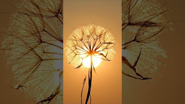 Медитация Внутренняя улыбка