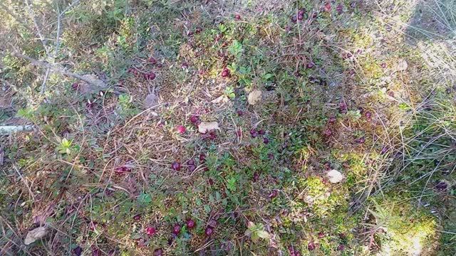 За клюквой с приключениями