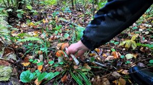 Осенние грибочки 🍄порадовали! снова попали под дождь
