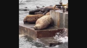 Камчатка и Сахалин 2025 коротко за 4 дня командировка