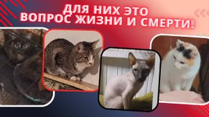 Спасем спасённых или пусть идут на улицу?