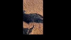 Новый день и новые мысли. Анапа. Море. Столько мазута и летом не было.
