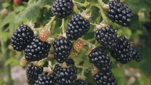 25-10-2025 г. Желающие заняться выращиванием ягод могут воспользоваться программой поддержки.