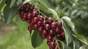 новая рубрика топ три игры