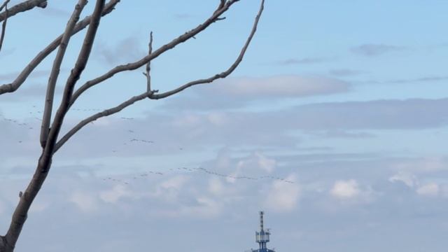  Осенний полёт птиц на берегу моря  зрелище которое вдохновляет!