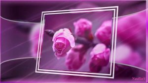 Очень красивые цветы