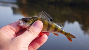 🎣Щучий жор осенью?? Проверка щучьих мест: ловля на джиг, большую резину + обкатка сапог TORVI Лиман