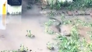 Во Вьетнаме два гигантских сома заплыли в сад у частного дома после наводнения