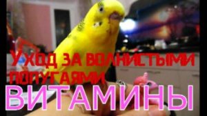 ВИТАМИНЫ ПОПУГАЮ! Зачем витамины попугаю?Нужны ли Витамины. УХОД ЗА ВОЛНИСТЫМИ ПОПУГАЯМИ часть 4