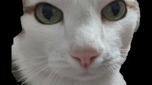 вася 2 часть