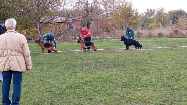 РАБОЧИЙ СУКИ / КЧК РОСТОВ-НА-ДОНУ 19 октября`25 Е.Пудеев Моно немецких овчарок