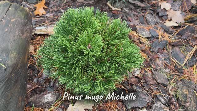 Pinus mugo Michelle