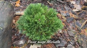 Pinus mugo Michelle