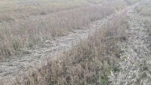 20251024_Саймон по перепелу.