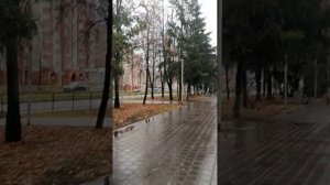 Прогулка по каштановой аллее на Камышинской улице 23.10.2025