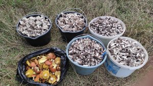 Сбор грибов 2025 в Крыму, землисто серая рядовка и маслята, грибов очень много