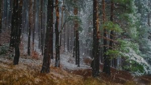 Футаж. Осенний пейзаж 32