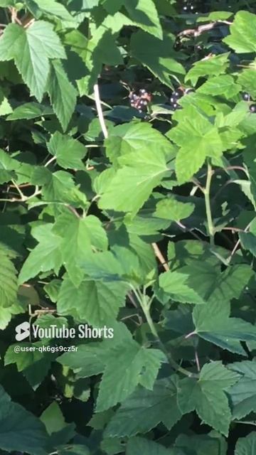 Ленобласть. Хвойное. 09.07.2024. Созревшая черная смородина на даче