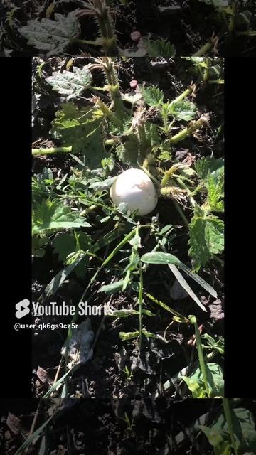 Ленобласть. Хвойное. 09.07.2024. Грибы-шампиньон полевой появились на даче