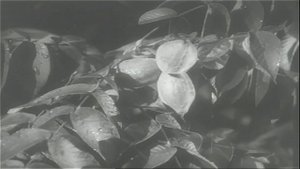 И. В. МИЧУРИН