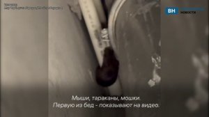 Мышино-тараканий апокалипсис показали воронежцы из Отрадного